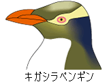 キガシラペンギン属の識別図