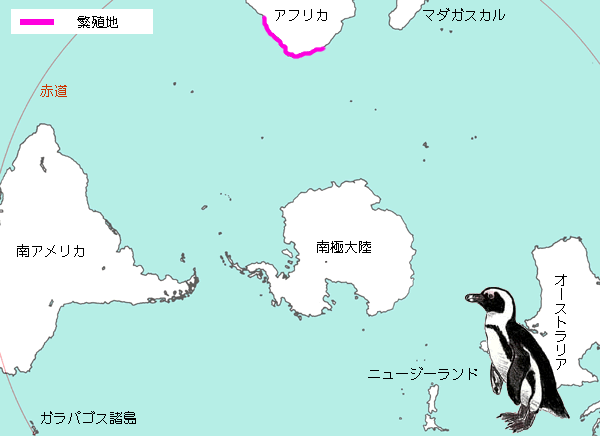 ケープペンギン繁殖地