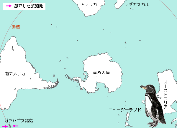 ガラパゴスペンギンの繁殖地