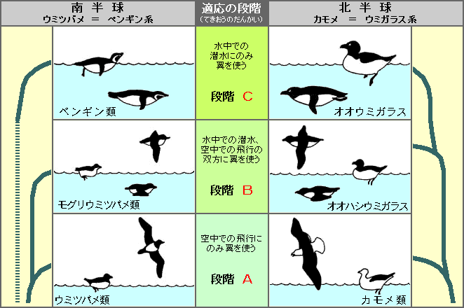 海鳥の進化適応図