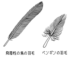 羽毛イラスト