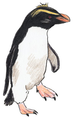 フィヨルドランドペンギン