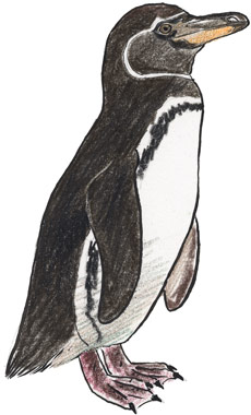 ガラパゴスペンギン