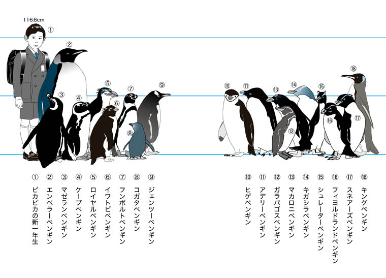 全種身長比較図